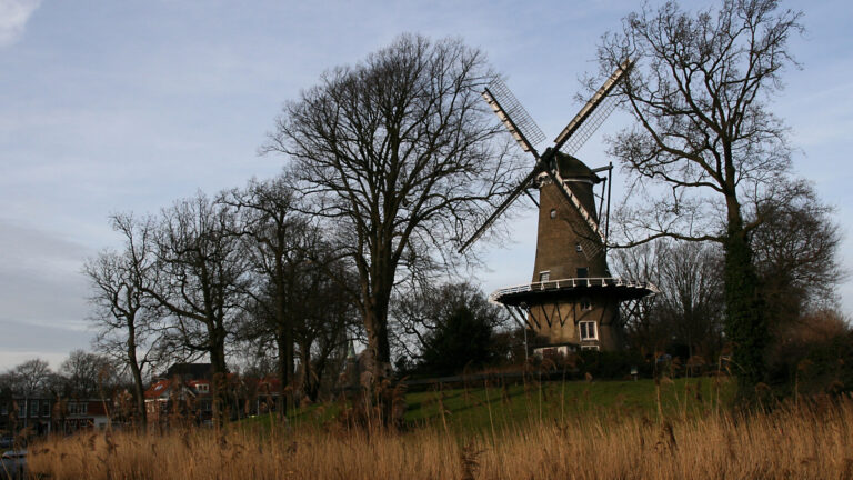 Bomen rond Molen van Piet ontnemen zicht en veroorzaken schade; college laat snoeionderzoek doen