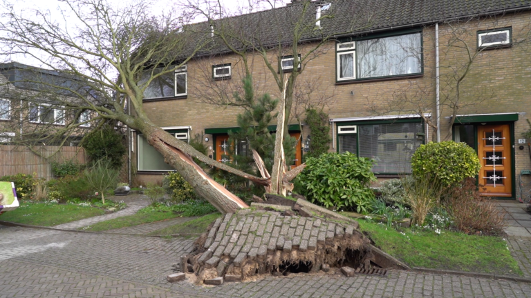 Boom valt half tegen huis aan Goodeslaan in Heiloo