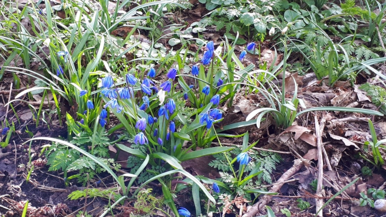 Speuren naar voorbodes van de lente in Wimmenummerduinen met IVN-gids 🗓