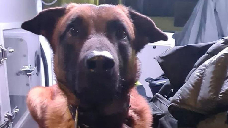 Politiehond vindt verdachte op afgesloten bouwterrein aan Vronermeerweg in Alkmaar