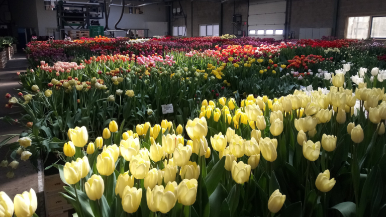 Tulpenplukdag bij VWS Flowerbulbs blijkt succes; 2.530 euro opgehaald