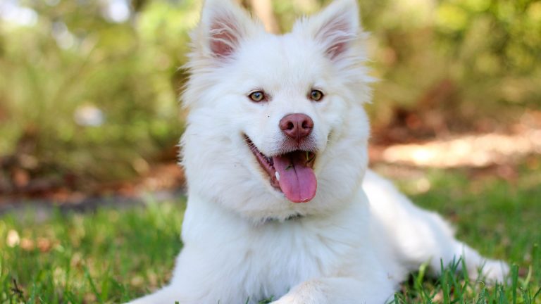 Vanaf 1 april weer beperkingen voor honden in Geestmerambacht en Park van Luna