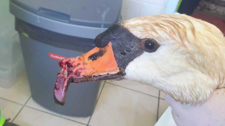 Familiedrama compleet: ook moederzwaan overleden na aanval van hond