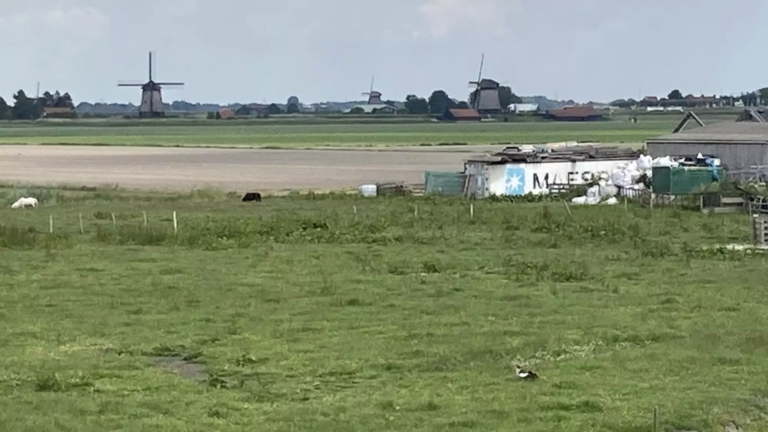 Zorgboerderij waar dode runderen werden gevonden heeft weer dieren: “Te absurd voor woorden”
