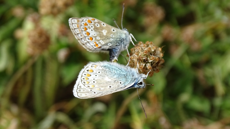 Zondag 26 juni is weer populaire Vlinderdag bij de Schaapskooi 🗓