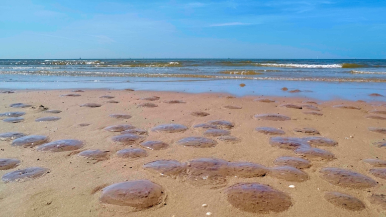 Kwallen spoelen massaal aan op strand
