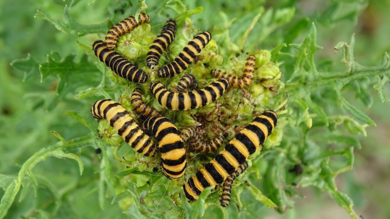 Wandeling langs bloeiende flora en giftige kruiden in Wimmenummerduinen met IVN-gids 🗓