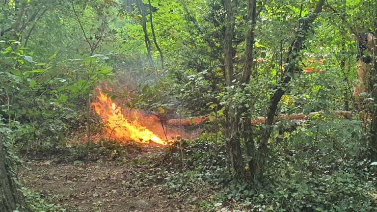 Brand in bosschage langs Haringvlietpad, brandstichting vermoed