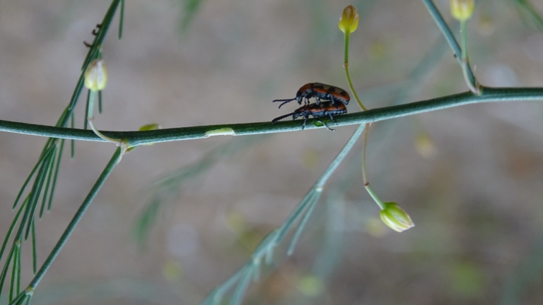 Wandeling langs bloeiende flora en bessenstruiken in Wimmenummerduinen met IVN-gids 🗓
