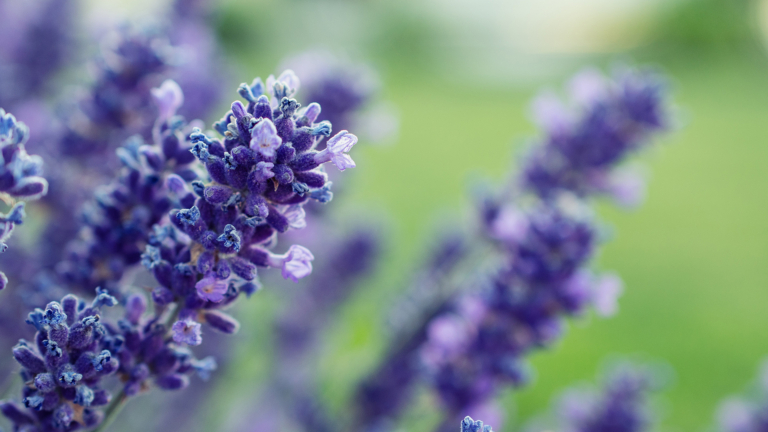 Ultiem genieten geblazen met een loungebed in de tuin! [Advertorial]