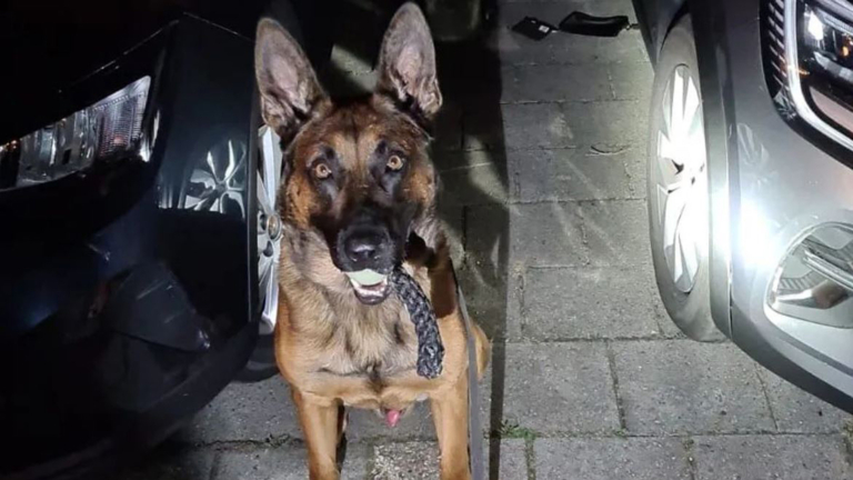 Jongeman uit Heiloo opgepakt na straatroof in binnenstad Alkmaar