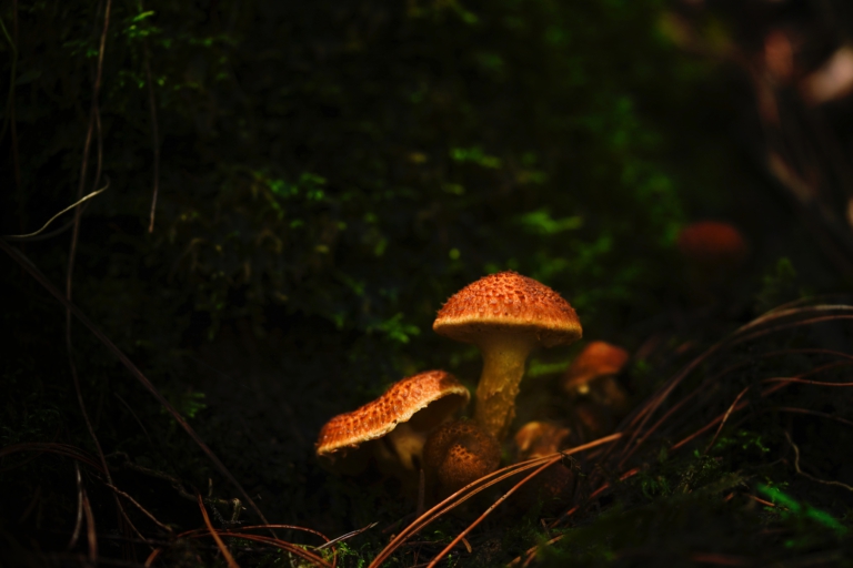 Paddenstoelenfestijn op 9 oktober bij Schaapskooi Bergen 🗓