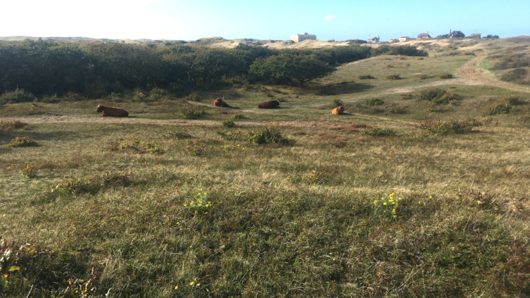 Zondag 6 november IVN-natuurwandeling in de Wimmenummerduinen 🗓