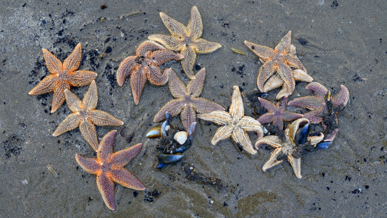 Doe mee aan de opruimactie van Het Groene Strand in Camperduin 🗓
