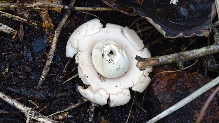 IVN-natuurwandeling door de Wimmenummerduinen op 4 december 🗓