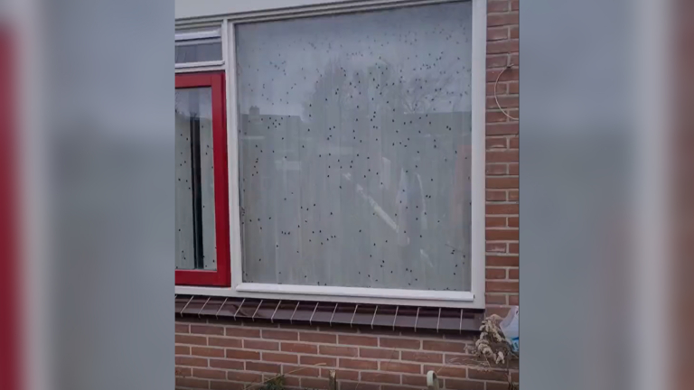 Vliegen voor de ramen: man ligt twee maanden dood in huis Koedijk