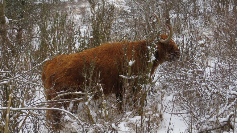 IVN organiseert op 25 december kerstwandeling door de Bergense duinen 🗓