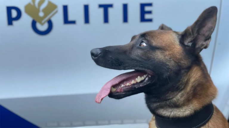Inbreker na vluchtpoging in Heerhugowaard gepakt met politiehond