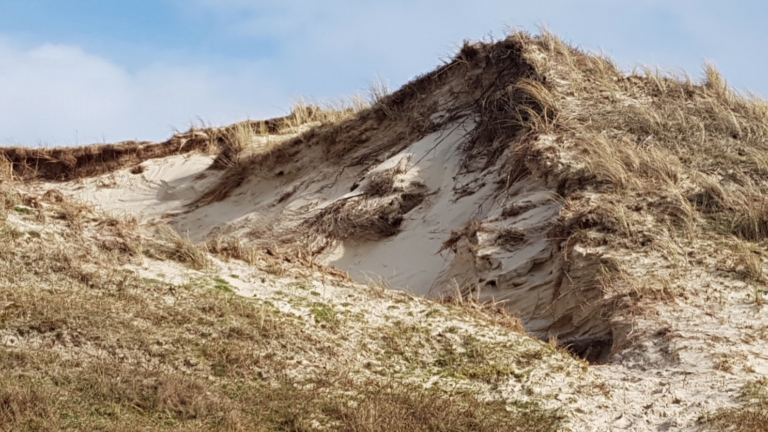 Zondag 8 januari winterwandeling met IVN-gids door duinen rond Bergen 🗓