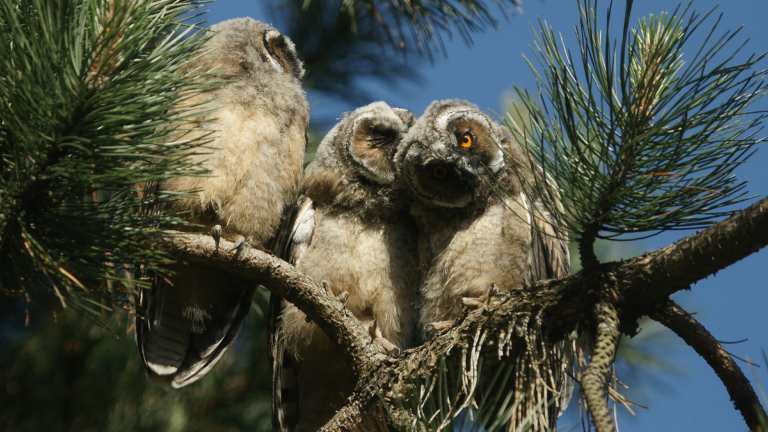 Buitendag in Schoorlse duinen voor kinderen met thema ‘De Uil’ 🗓