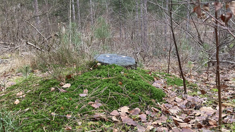 Loofbomen keren langzaam terug in duinbossen rond Schoorl: “Het begin is er!”