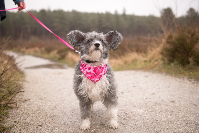 Boswachters van Staatsbosbeheer zoeken leukste hond van Schoorl 🗓