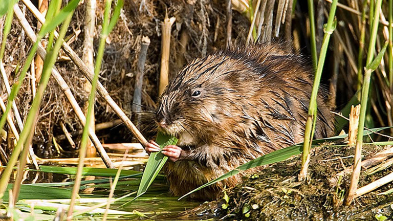 Muskusrat rukt op in Noord-Holland