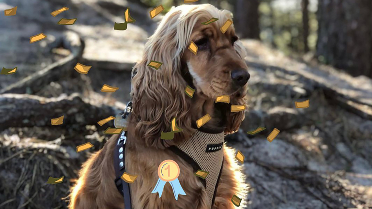 Pleun wint verkiezing ‘Leukste Hond van Schoorl 2023’