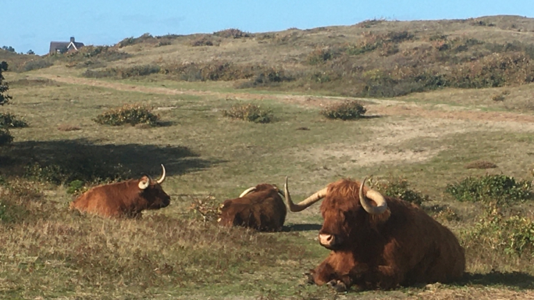 Educatieve wandeling met IVN-gids op 5 maart door de Bergense duinen 🗓