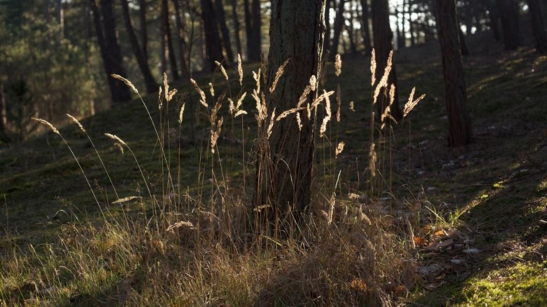 Leer fotograferen in de natuur bij Buitencentrum Schoorlse Duinen 🗓