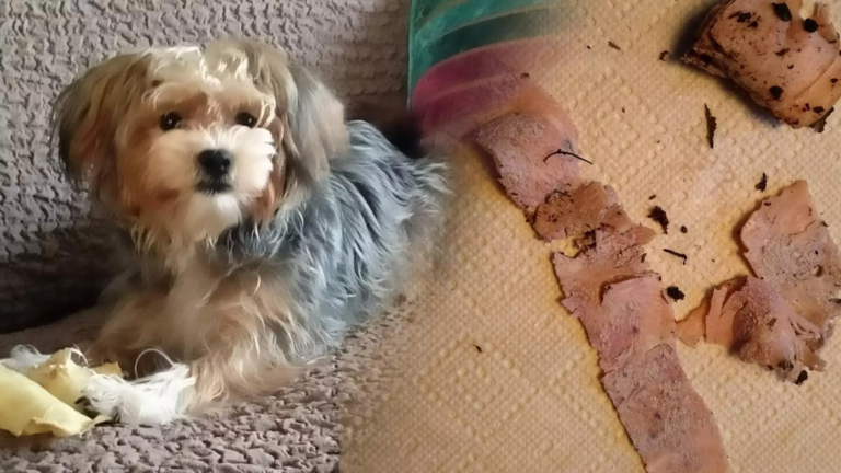 Rob en Esther zijn kapot van plotse dood ‘vergiftigde’ pup Polly: “Ze was alles voor ons”