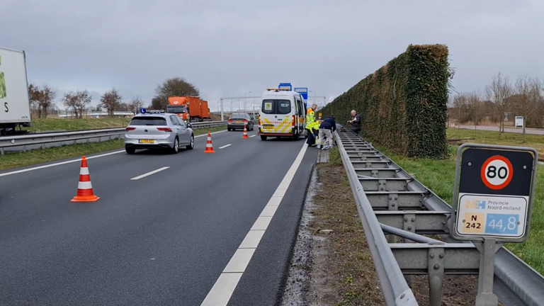 Aangereden hond op N242 inmiddels overleden: “Te hevige verwondingen”