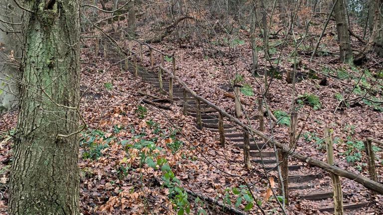 Staatsbosbeheer start actie om duintrap te vernieuwen