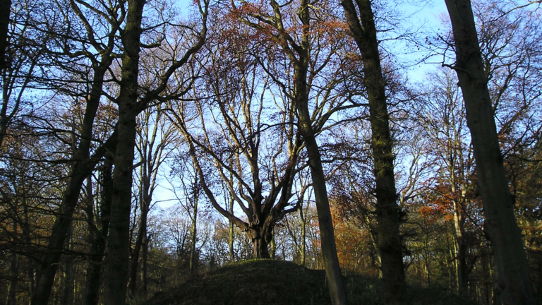 IVN organiseert wandeling door Heilooërbos: “Gaat bij ons om het overbrengen van een beleving” 🗓