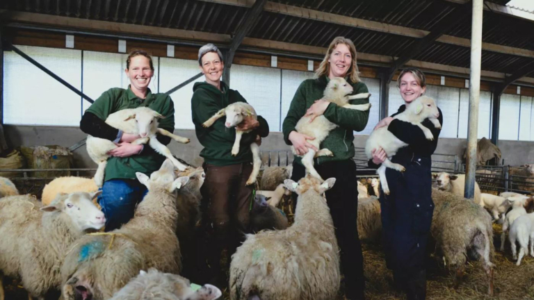 Lammetjes, lammetjes, lammetjes! Nieuwe generatie grazers voor natuurbeheer in de regio