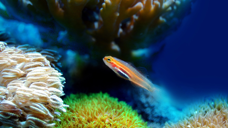Aquariumliefhebbers kunnen hart op halen bij markt in Heerhugowaards buurthuis 🗓