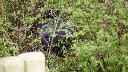 Politie zoekt opnieuw bij vindplaats dode man in Koedijk