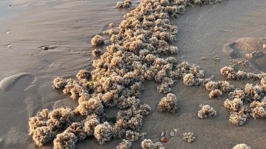 Mosdiertjesrapport concludeert: “Het beste gewoon opscheppen en verplaatsen”
