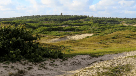 Vroeg eruit op Hemelvaartsdag: dauwtrappen door de Bergense duinen 🗓