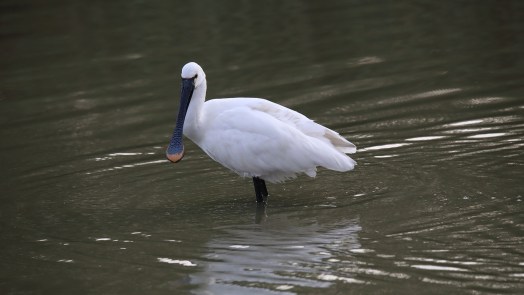 Opmerkelijke vogel gespot op de Voert in Bergen: “Zo speciaal is ‘ie nou ook weer niet”