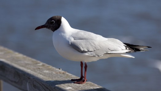 Meeuwen nu ook vatbaar voor vogelgriep, maar “heb hier nog geen dode meeuwen gezien”
