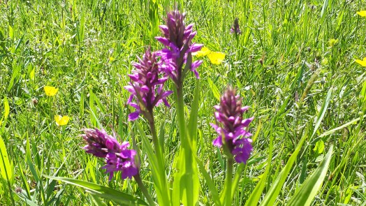 Lentewandeling voor natuurliefhebbers door de Wimmenummerduinen 🗓