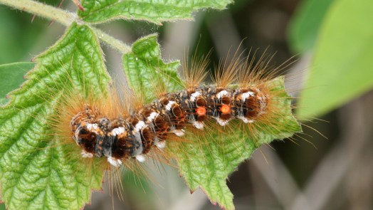 Nog een rups met brandharen; Bastaardsatijnrups rukt op in de regio