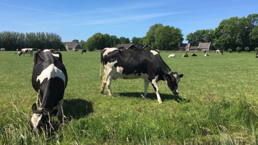 ‘Piekbelasters’ veehouderij niet gerust op online tool overheid: “Gevoelige informatie”