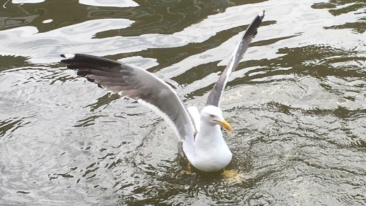 Wéér meeuw doodgeschoten in Alkmaar: 36-jarige man aangehouden