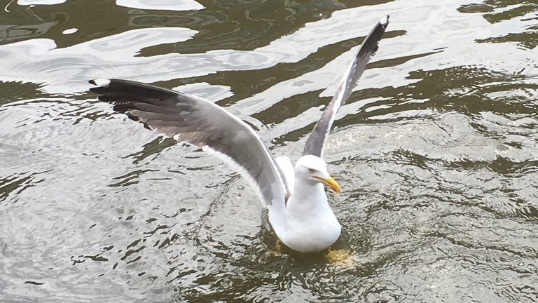 Geen nieuwe meldingen in Alkmaar: meeuwenschutter houdt zich gedeisd