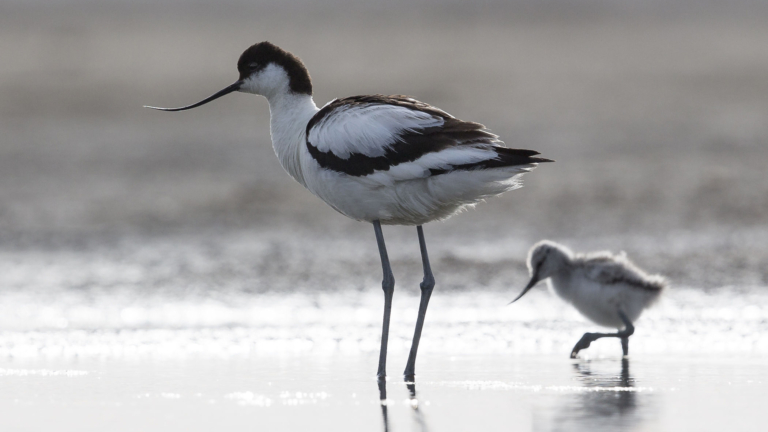 Kluten en andere vogels op hoge poten: excursie in Harger- en Pettemerpolder laat oerlandschap zien