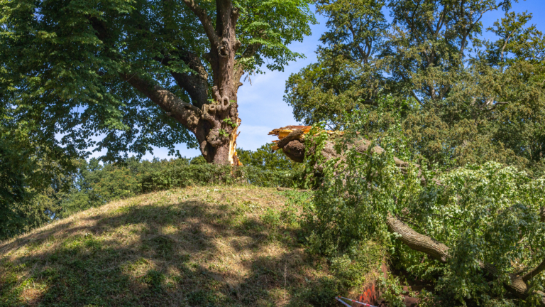 Voor de eeuwenoude linde op de Kattenberg wordt goed gezorgd, stormschade blijft groot