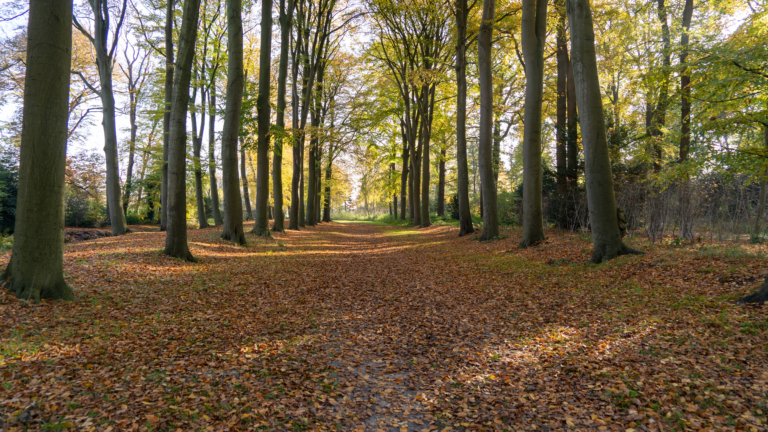 Levend Stratego in Heilooërbos 🗓