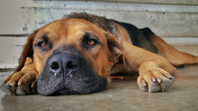 Ernstig verwaarloosde dieren in beslag genomen in Groet